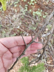 Dichrostachys cinerea