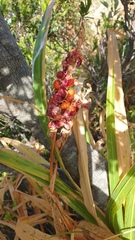 Chasmanthe floribunda