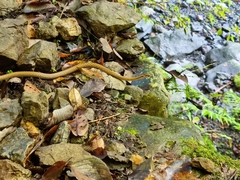 Hebius vibakari