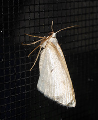 Lomographa glomeraria