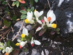 Polygaloides chamaebuxus