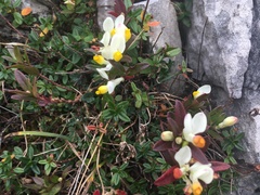 Polygaloides chamaebuxus