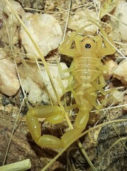 Parabuthus glabrimanus