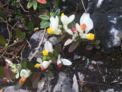 Polygaloides chamaebuxus