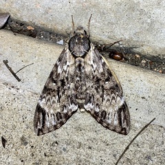 Psilogramma menephron