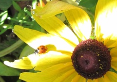 Rudbeckiinae