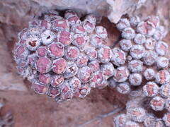 Conophytum