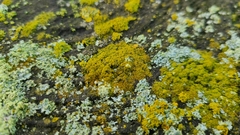 Candelariella efflorescens