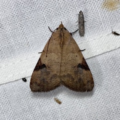 Avatha discolor