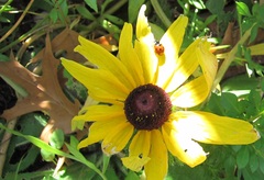 Rudbeckiinae