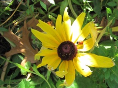 Rudbeckiinae