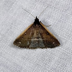 Adrapsa ablualis
