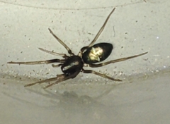 Araneae