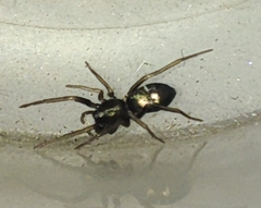 Araneae
