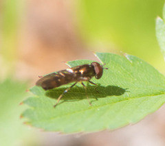Melanostoma mellinum