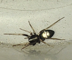 Araneae