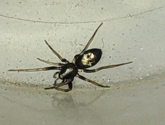 Araneae