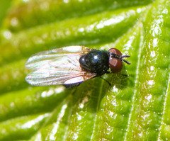 Lonchaea