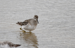 Calidris acuminata