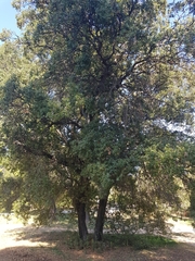 Quercus ilex