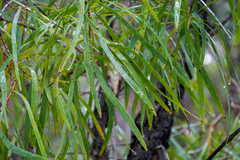 Persoonia longifolia