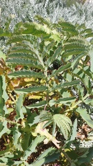 Melianthus major