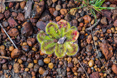 Drosera squamosa
