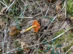 Cortinarius tinctorum