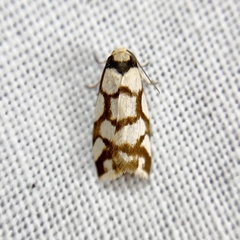 Scaptesyle dichotoma