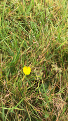 Ranunculus bulbosus