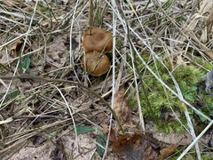 Cortinarius tinctorum