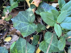 Hedera