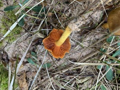 Cortinarius tinctorum