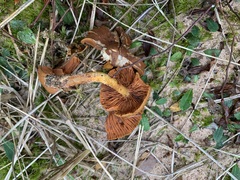 Cortinarius tinctorum