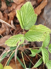 Rubus idaeus