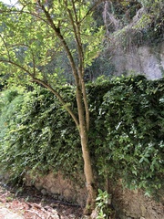 Iochroma gesnerioides