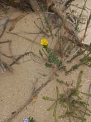 Osteospermum polygaloides