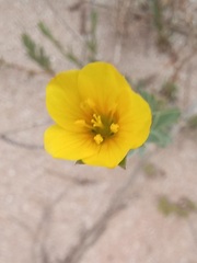Osteospermum polygaloides