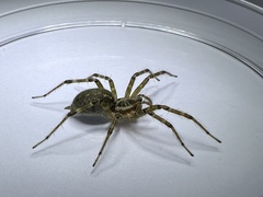 Allagelena difficilis