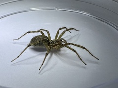 Allagelena difficilis