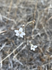Jepsonia parryi