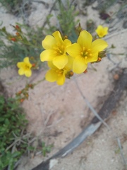 Osteospermum polygaloides