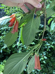 Iochroma gesnerioides