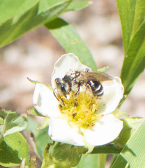 Andrena nasonii