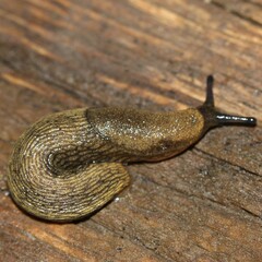 Arion hortensis