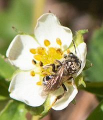 Andrena nasonii