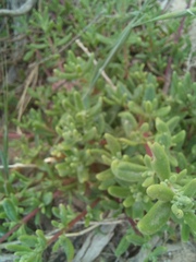 Tetragonia fruticosa