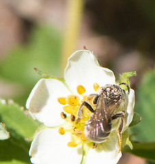 Andrena nasonii