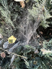 Allagelena difficilis