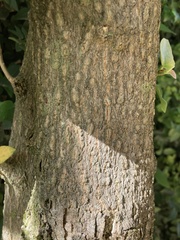 Iochroma gesnerioides